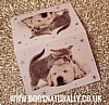 Puppy & Kitten Christmas Gift Tags